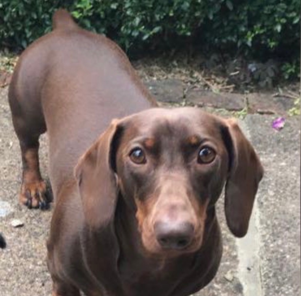 Frankie the sausage dog