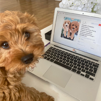 Vinnie the office dog